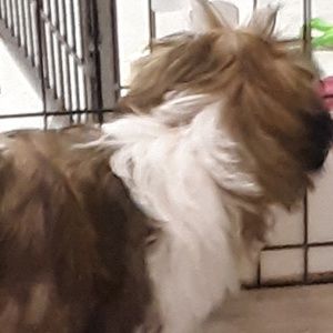 Meet your Posher, Maya